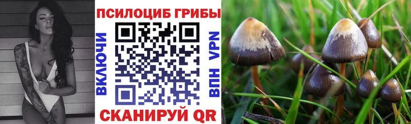 ссылка на мегу зеркало  Павловский Посад  Галлюциногенные грибы MAGIC MUSHROOMS  купить наркотики цена 
